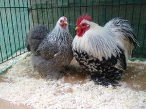 Descrizione e caratteristiche della razza di galline nane Cochinchins, regole di manutenzione