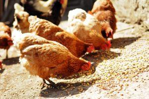Najlepšie zloženie a podiely zmiešaného krmiva pre kurčatá, varenie doma