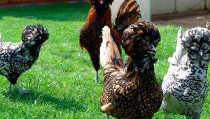 Beskrivning och historia om ursprung för kycklingar av rasras, underhållsregler och vård