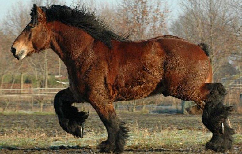 Арденнес коњ
