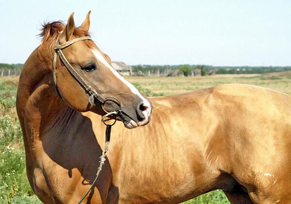 jazdecký kôň Donskaya