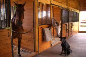 Kaip prižiūrėti žirgą namuose pradedantiesiems