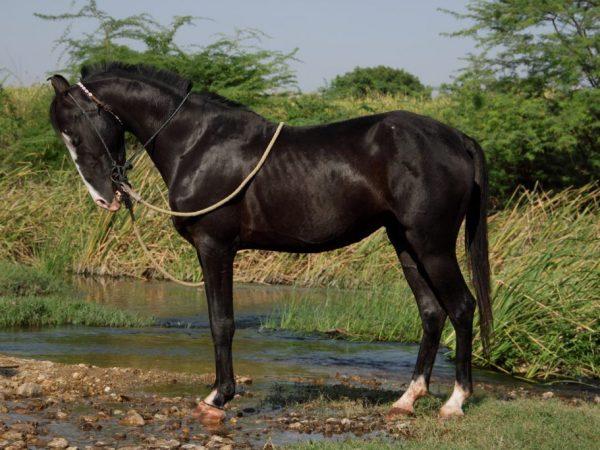 jezdecký kůň Marvari