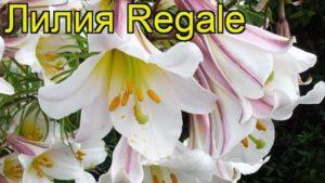 Popis a charakteristika odrůdy lilie Regale, výsadba a péče v otevřeném poli