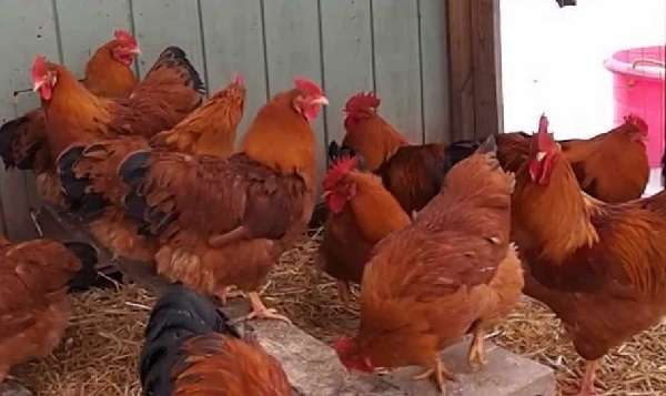 Опис и карактеристике пасмине пилића у Нев Хампсхиреу, историја и правила одржавања