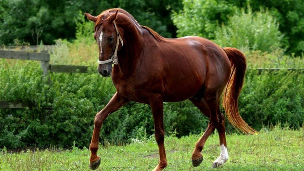 jazdecký kôň Trakehner