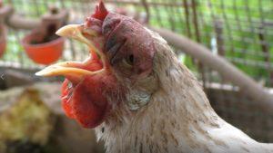 Quels sont les symptômes des poulets qui éternuent et comment les traiter à la maison