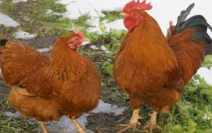 Опис и карактеристике пасмине пилића у Нев Хампсхиреу, историја и правила одржавања