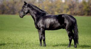 Kabardų arklio veislės aprašymas ir savybės bei priežiūros taisyklės