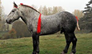 „Percheron“ arklių veislės kilmės istorija ir aprašymas, turinys ir kaina