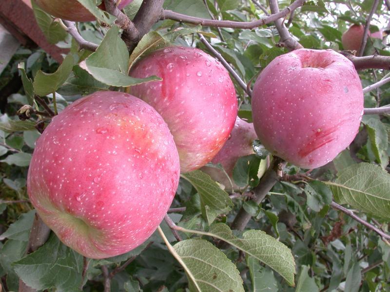 obuolių florina