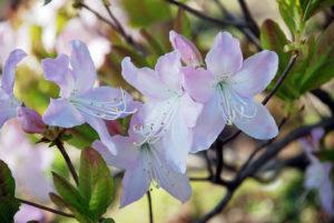 Beskrivning och egenskaper hos Schlippenbachs rododendron, plantering och odling
