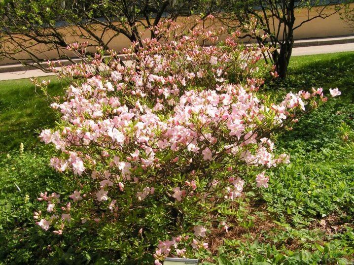 schlippenbach rhododendron
