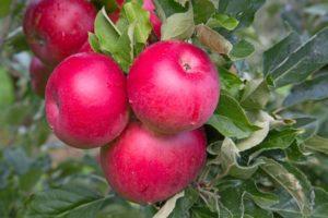 A karácsonyi almafa leírása és jellemzői, az ültetési és gondozási szabályok