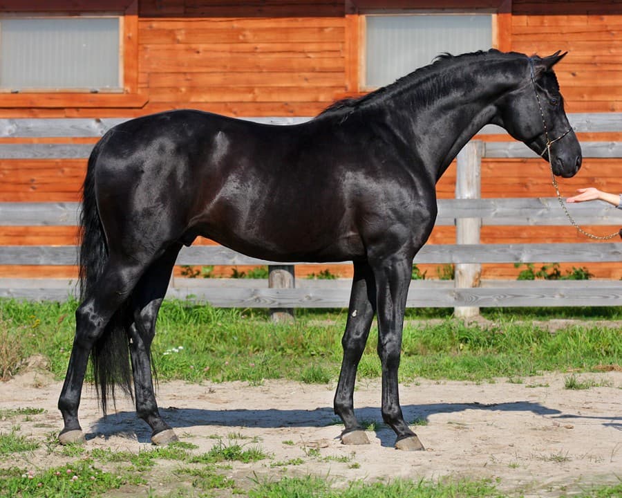 Descriptions et caractéristiques des meilleures races de chevaux d'équitation, histoire de l'élevage et application