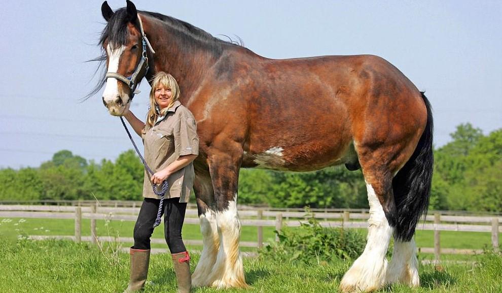 Mos Snikken te veel De grootste paarden: wat zijn de grootste rassen en beroemde recordhouders