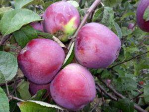 Imant obelų aprašymas ir savybės, sodinimo ir auginimo taisyklės