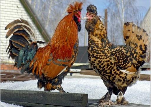 Razza di polli Pavlovsk