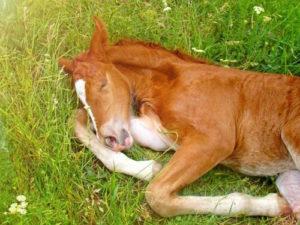 Kaip ir kiek arkliai miega ir kaip sudaryti optimalias sąlygas pailsėti