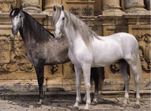Ανδαλουσιανό άλογο