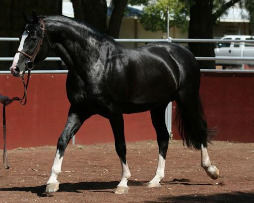 jazdecký kôň Hanover