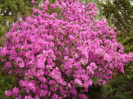 rododendrai daurianai