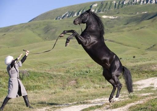 Plemeno koní Karachai