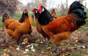Опис и карактеристике пилића пасмине Форверк, правила држања и узгоја