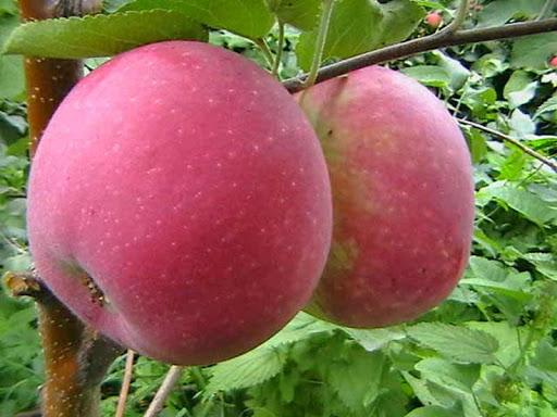 äppelträd för Sibirien Tolunay