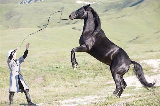 Kabardské plemeno koní