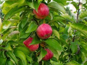 Beschreibung und Eigenschaften der säulenförmigen Apfelsorte Vasyugan, Pflanzung und Pflege