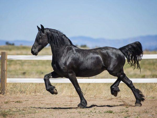 црни коњ