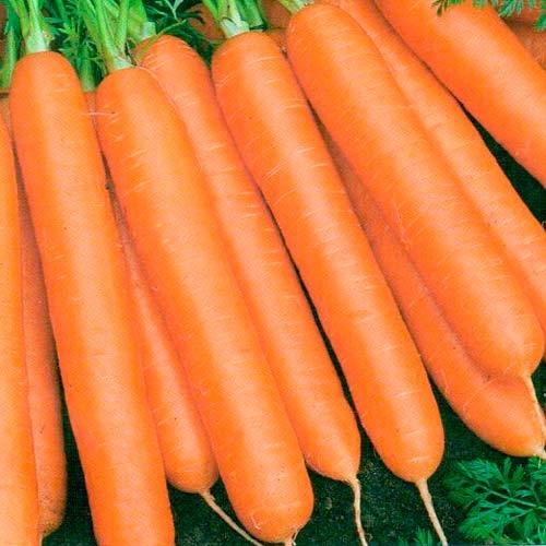 carottes mûres
