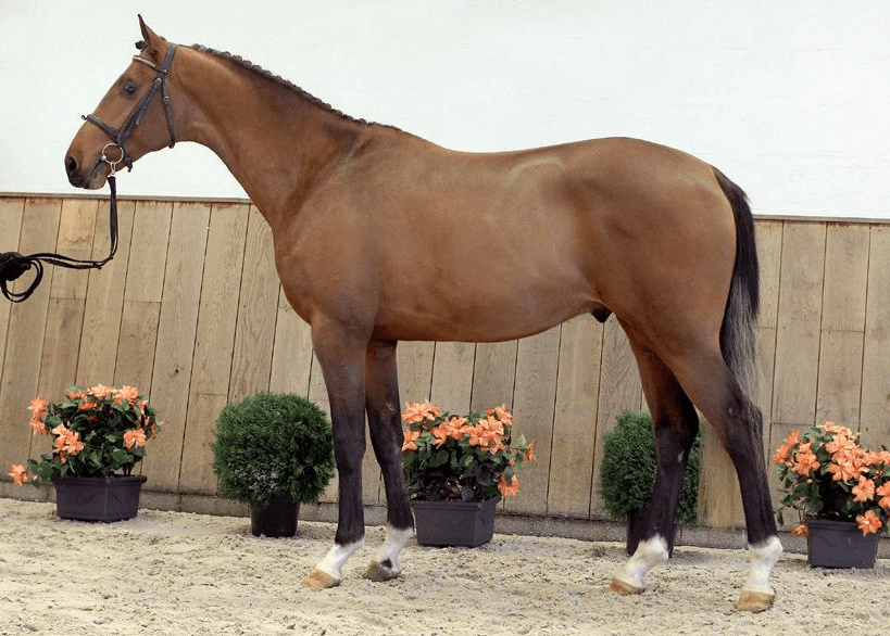 olandų šiltakraujiškas arklys