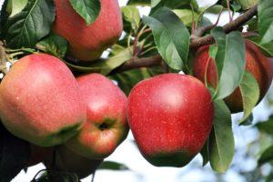 Beskrivning och egenskaper hos Gloucester äppelträd, planterings- och odlingsregler