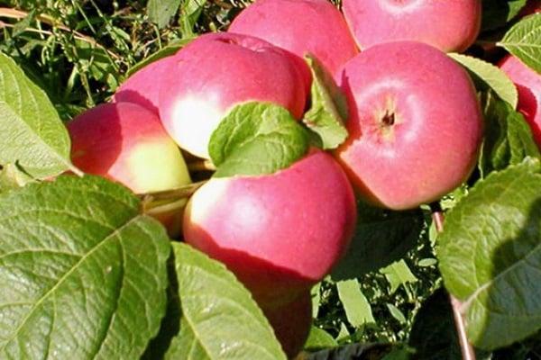 стабла јабука за Сибир Баиан