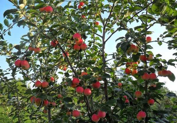 äppelträd för Sibirien