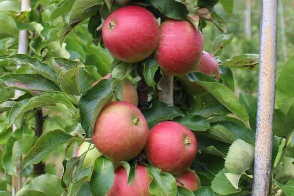 säulenförmiger Apfelbaum Vasyugan