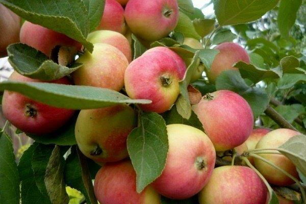 äppelträd för Sibirien Alyonushka