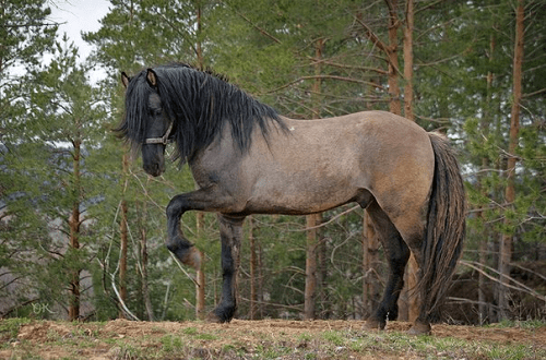 Vyatka kôň