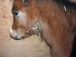 Узрочник и симптоми прања код коња, методе лечења и методе превенције