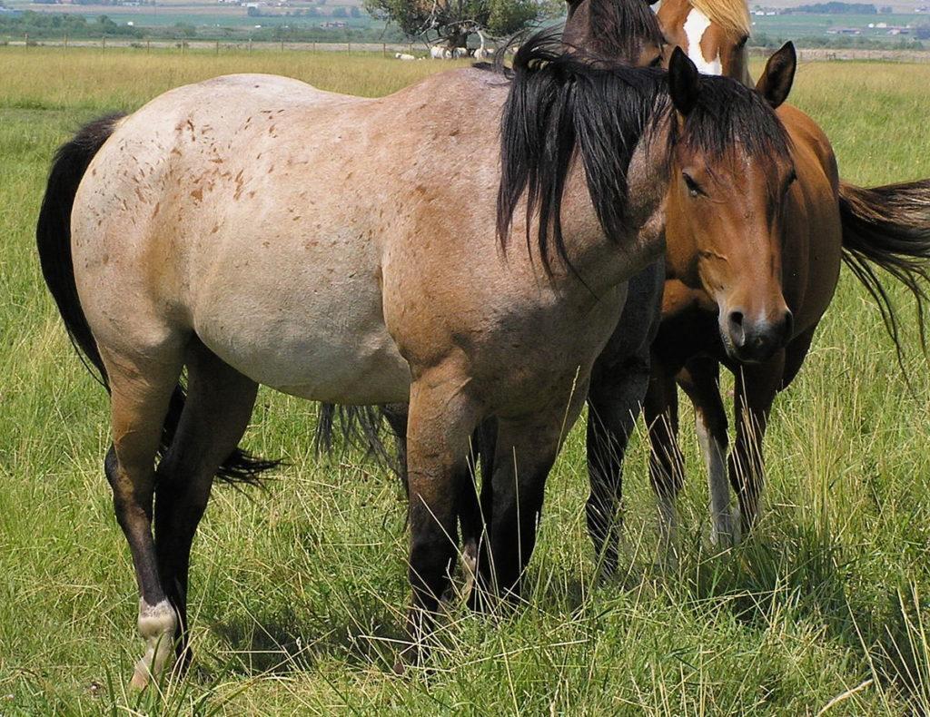 caballo ruano
