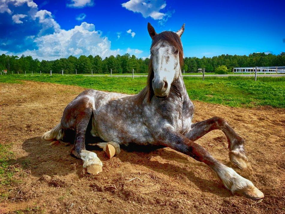 arklys ant žolės