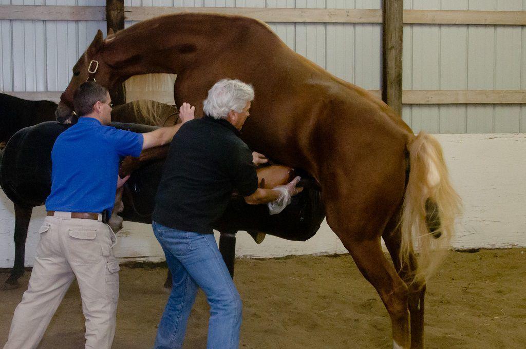inseminación de caballos