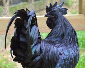 Историја настанка и раса црних пилића с црним месом, правила одржавања