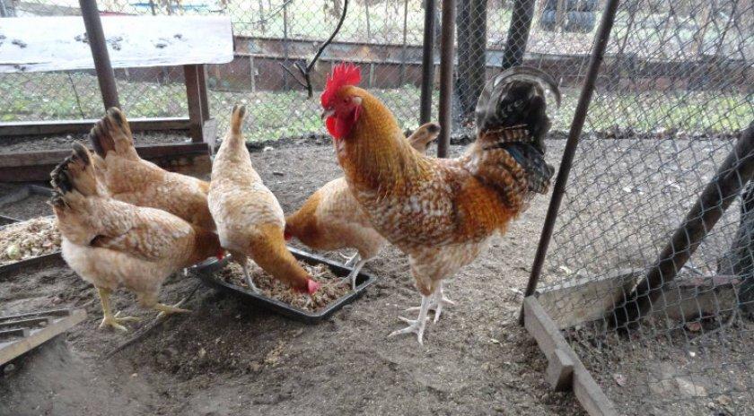 Tsarskoye Selo breed of chickens