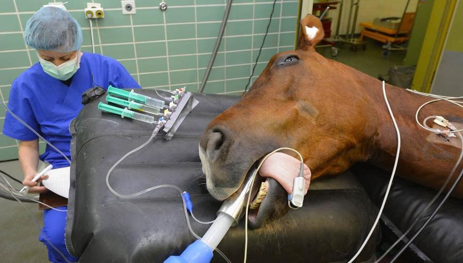 хируршка интервенција на коњу