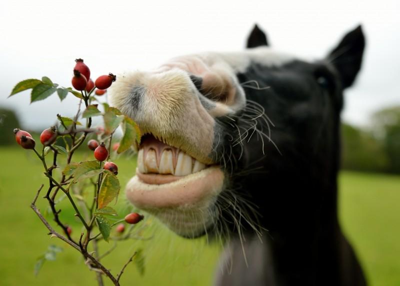 arklys valgo