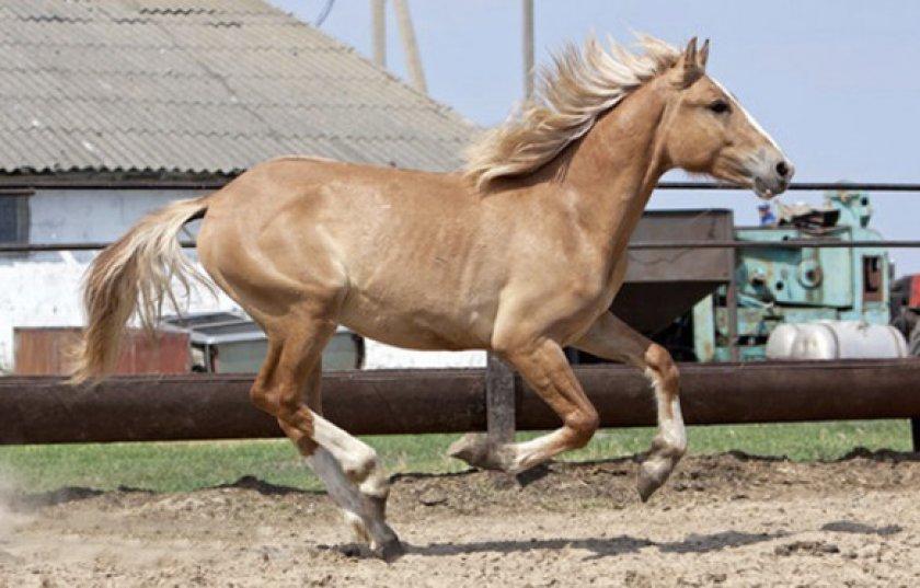 ruda arklio spalva