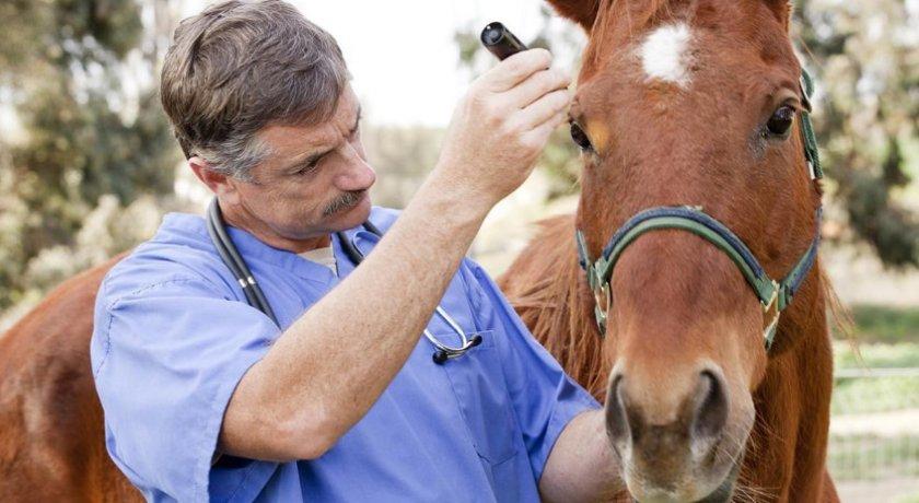 arklio gydymas